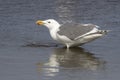 Glaucous-winged gull that stands in water and drinking