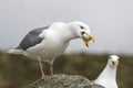 Glaucous-winged gull which eats egg Royalty Free Stock Photo