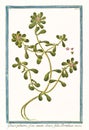 Glaux palustris, flore striato portulaca oleacea