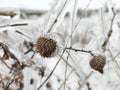 Glaze ice on frozen plant on storm in winter field