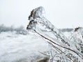 Glaze ice on frozen plant on storm in winter field