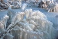 Glazed bushes after the frozen rain