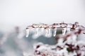 Glazed tree branch after winter ice storm, snow and frozen rain