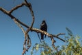 Gleaming Fliers: Spotless Starling Birds Soaring Above Lush Canopy