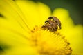 Three insects manifesting their specific season