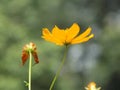 Gleaming Marigold; Tagetes lucida Royalty Free Stock Photo