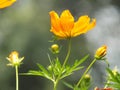 Gleaming Marigold; Tagetes lucida Royalty Free Stock Photo