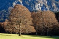 Oak trees in soft sunlight at mountain backdrop, fall scene Royalty Free Stock Photo