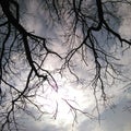 The gleaming sunlight through branches of trees Royalty Free Stock Photo