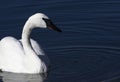 Gleaming water drops on plumage highlight Trumpeter Swan