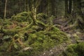 Glean a` Gealbhan forest at Knapdale in Argyll. Royalty Free Stock Photo