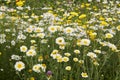 Glebionis coronaria in bloom