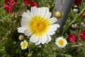 Glebionis coronaria in bloom