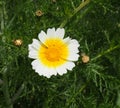 Glebionis Coronaria Or Crown Daisy