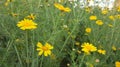 Glebionis coronaria, formerly called Chrysanthemum coronarium.