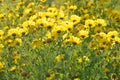 Glebionis segetum. Corn marigold and corn daisy. Yellow wildflower field with sunshine Royalty Free Stock Photo