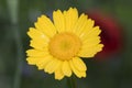 Glebionis segetum corn marigold daisy flowering plant of an intense orange yellow color with morning dew droplets Royalty Free Stock Photo