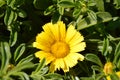 Glebionis segetum. Corn marigold and corn daisy. Yellow wildflower with sunshine Royalty Free Stock Photo