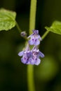 Glechoma hederacea Royalty Free Stock Photo