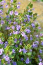 Glechoma hederacea blooms in nature in spring Royalty Free Stock Photo