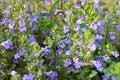 Glechoma hederacea blooms in nature in spring Royalty Free Stock Photo