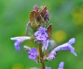 Glechoma hederacea blooms in nature in spring Royalty Free Stock Photo