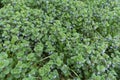 Glechoma hederacea with violet flowers in spring Royalty Free Stock Photo