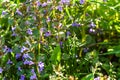 Glechoma hederacea, creeping charlie, alehoof, tunhoof, catsfoot, field balm in the spring on the lawn during flowering Royalty Free Stock Photo