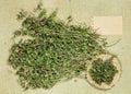 Glechoma hederacea. Dry herbs. Herbal medicine, phytotherapy med