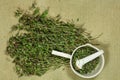 Glechoma hederacea. Dry herbs. Herbal medicine, phytotherapy med