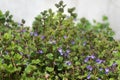 Glechoma hederacea, ground-ivy flowers closeup selective focus