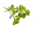 Glechoma hederacea isolated.