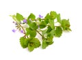 Glechoma hederacea . Royalty Free Stock Photo