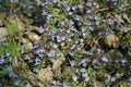 Glechoma hederacea,ground-ivy spring wild flowers