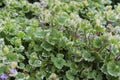 Glechoma hederacea. Variegated ground ivy in garden.