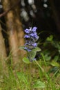 Glechoma hederacea wildflower on a meadow Royalty Free Stock Photo