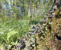 Glechoma Lamiaceae wild cat mint grows in a moss at a tree trunk Royalty Free Stock Photo