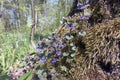 Glechoma Lamiaceae wild cat mint grows in a moss at a tree trunk