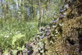 Glechoma Lamiaceae - wild cat`s mint grows in a moss at a tree trunk