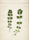 Glechoma. Pressed and dried herbs. Scanned image. Vintage herbarium background on old paper. Royalty Free Stock Photo