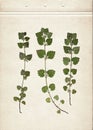 Glechoma. Pressed and dried herbs. Scanned image. Vintage herbarium background on old paper. Royalty Free Stock Photo