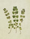 Glechoma. Pressed and dried herbs. Scanned image. Vintage herbarium background on old paper. Royalty Free Stock Photo