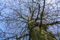 Gleditschie tree, leather pod tree with long spines, thorns, trunk