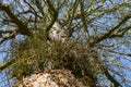 Gleditschie tree, leather shell tree with long stings, thorns in bark