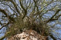 Gleditschie tree, leather shell tree with long stings, thorns in bark