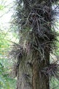 Gleditsia macracantha, plants by summer, Zagreb, Croatia