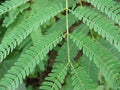 Gleditsia tree branch close up. Green gleditsia leaves at summer