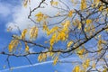 Gleditsia tree branch with its yellow leaves in golden autumn fall colour