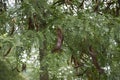 Gleditsia triacanthos inermis branch with fruit Royalty Free Stock Photo