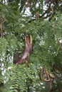 Gleditsia triacanthos inermis branch with fruit Royalty Free Stock Photo